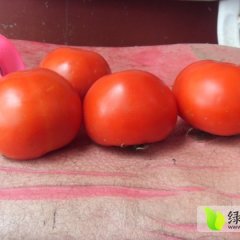 莘县西红柿长势旺盛,河店楚书龙诚信合作