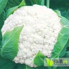 平阴菜花梗长青绿 花球美白松散 食味鲜美