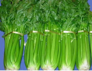 惠民铁杆芹菜供货量大 质量好