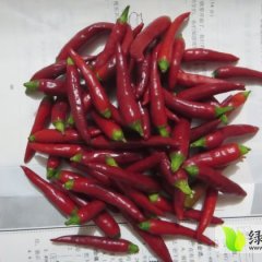 金乡天宇辣椒椒型好 辣度十分适口
