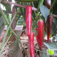 金乡代购代销代存各种干鲜辣椒 货源足