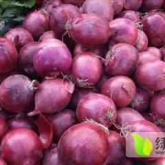 山东莘县紫皮洋葱开始收获 望前来收购
