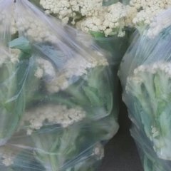 江苏铜山白面青梗松花菜菜花质量上乘