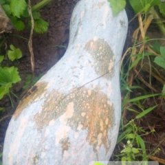 四川正宗密本南瓜 绿色无公害 营养成分较全