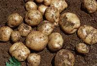 依安土豆品质优良 品相美观 欢迎前来选购