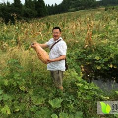 西充南瓜味道甘甜 颜色金黄 单个重4kg以上