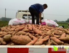 威县三百亩沙土地红薯出售、新京红