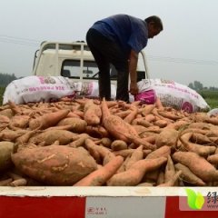 威县三百亩沙土地红薯出售、新京红