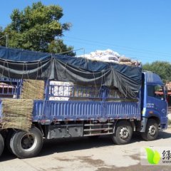 围场土豆全面上市 品种多 色泽光滑