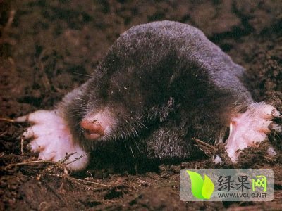 2014年辽宁辽阳县鼹鼠价格