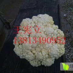 沛县菜花、甘蓝常年供应 货源充足 保质保量