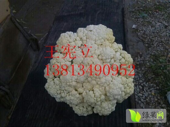 2014年江苏沛县白面青梗松花菜价格