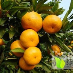 丹江口武当蜜桔 早买早赚