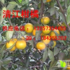 湖南砂糖品质上乘 欢迎广大客商前来采购
