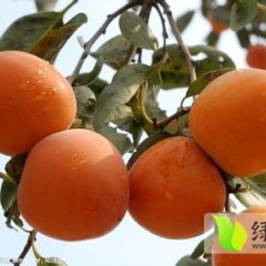 砀山大量牛心柿子就要上市 欢迎考察订购