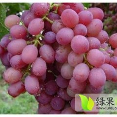 灵宝大面积红提葡萄成熟 色泽鲜艳