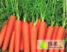 农安三红萝卜质量好 货源充足 价格低