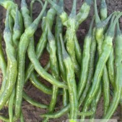 我处秋延棚辣椒现已上市 质量上乘 价格低廉