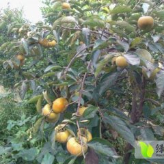 丹棱甜柿子含糖量极高 非常美味 价格1元-2元