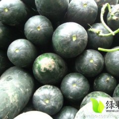 湖南黑皮冬瓜瓜皮墨绿色 肉厚致密味甜