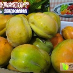 河北保定满城县柿子沟懒脆柿子，量大质优