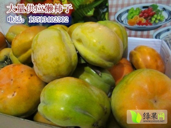 2014年河北滿城冀東磨盤柿子價(jià)格