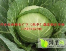 曲周常年供应及代收各种蔬菜 欢迎来采购