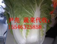 黑龙江哈尔滨呼兰白菜菜叶深绿 水分较多 鲜食爽口
