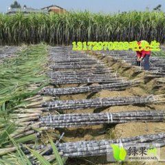 广东韶关黑皮甘蔗长势均匀 颗颗白霉多