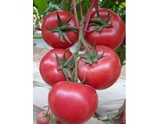 山东寿光番茄种子抗病能力强 果实大