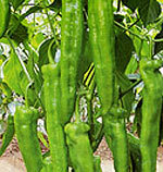 进口辣椒种子-火箭-进口蔬菜种子