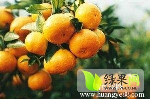 夷陵柑橘假一赔十,长江王小兰诚信合作