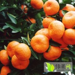 点军三峽蜜桔味道甜美 果肉脆嫩 桔香浓郁