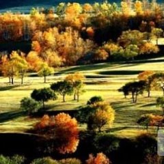 围场土豆产量高 薯形大 无病毒 价格实惠