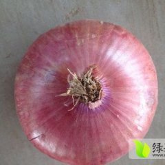 金乡卜集薛经理9月二红红皮洋葱