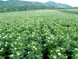 2014七里河土豆收购工作全面开展