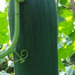 2014清新冬瓜值得出手