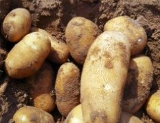 麦肯是我市的一个新品种土豆 欢迎考察选购