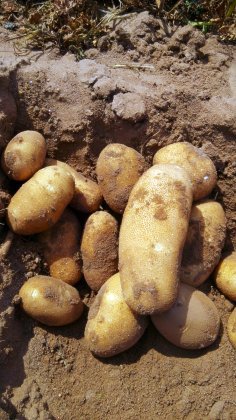 麦肯是我市的一个新品种土豆 欢迎考察选购