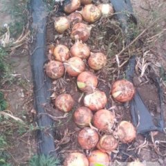 赤峰洋葱欲大量出售 量大从优