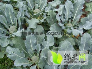 2014浚县西兰花收购工作全面开展
