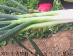 新野大葱现已开始上市 品质好 价格低