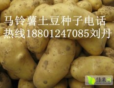 北京大西洋土豆种子结薯集中 中型薯率高