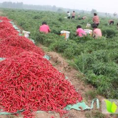 河北鸡泽辣椒品种多 质量好 上货量大