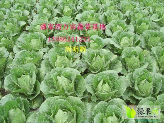 2014年湖北嘉鱼青杂三号价格