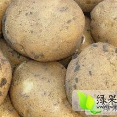 扶余土豆质量好 黄麻个大 价格合理 9月大量上