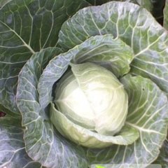 有大量优质甘蓝出售 种类齐全 叶质脆嫩