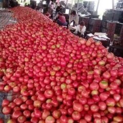 湖北长阳西红柿 番茄 红辣椒 菜椒 白菜大量供应