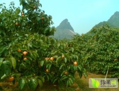 桂林恭城盛产月柿 供应量大 价格优惠