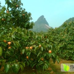 桂林恭城盛产月柿 供应量大 价格优惠